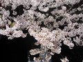 [桜]