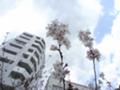 [桜]