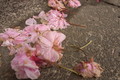 [桜]