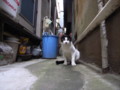 [ねこ]