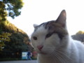 [ねこ]
