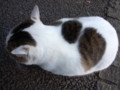 [ねこ]