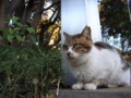 [ねこ]