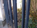 [ねこ]