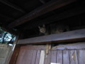 [ねこ]