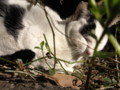 [ねこ]
