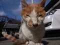 [ねこ]
