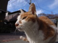[ねこ]