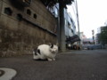 [ねこ]
