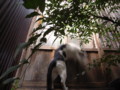 [ねこ]