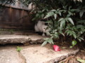 [ねこ]