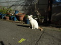 [ねこ]