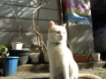 [ねこ]