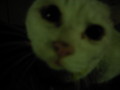 [ねこ]