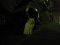 [ねこ]