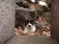[ねこ]
