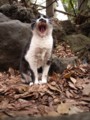 [ねこ]