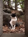 [ねこ]