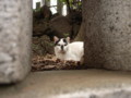 [ねこ]