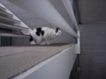 [ねこ]