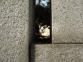 [ねこ]