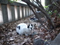 [ねこ]