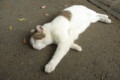 [ねこ]