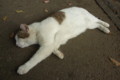 [ねこ]