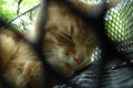 [ねこ]