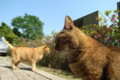 [ねこ]