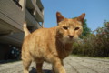 [ねこ]