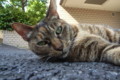 [ねこ]