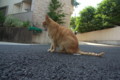 [ねこ]