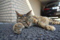 [ねこ]