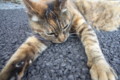 [ねこ]