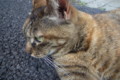 [ねこ]