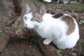 [ねこ]