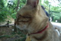 [ねこ]