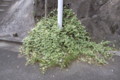 20090613162931