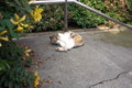 [ねこ]