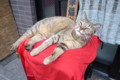 [ねこ]
