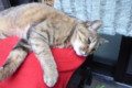 [ねこ]