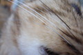 [ねこ]