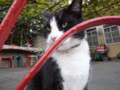 [ねこ]