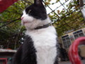 [ねこ]