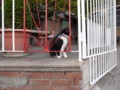 [ねこ]