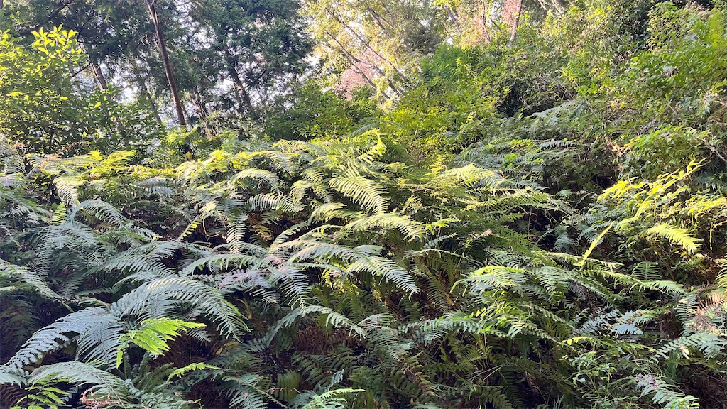 生い茂るシダたちが日にあたって綺麗でした。