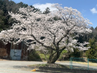 荒らす憎むべき者と桜 - 大きな苦難までの備忘録