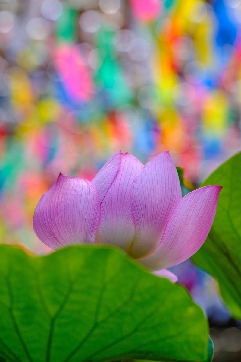 f:id:kmaeda16:20200809161632j:plain f:id:kmaeda16:20200809161632j:plain