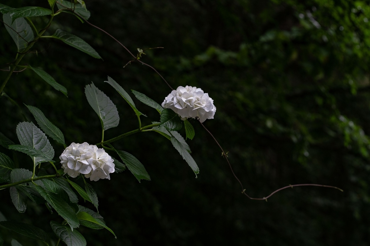 f:id:kmaeda16:20200810160732j:plain f:id:kmaeda16:20200810160732j:plain